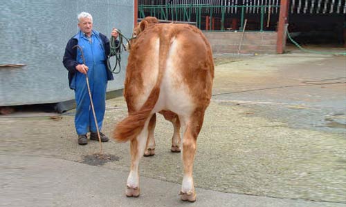 Back Of Cow
